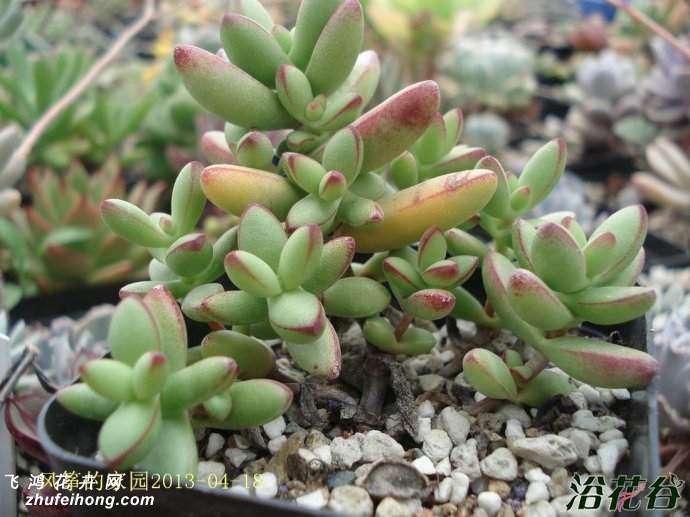 С칷crassula nudicaulis var herrei