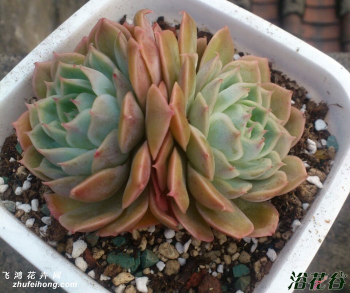 ˹Echeveria cv Onslow