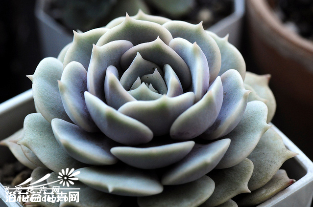 ¶Echeveria lola