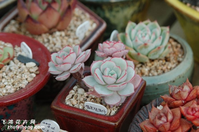 貨Echeveria sbucorymbosa lau 026ֲ