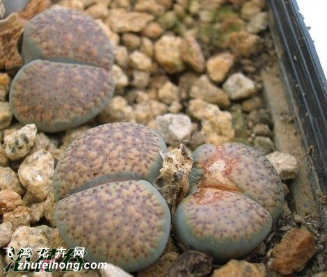  C095 Lithops verruculosa v. verruculosa (syn. inae)