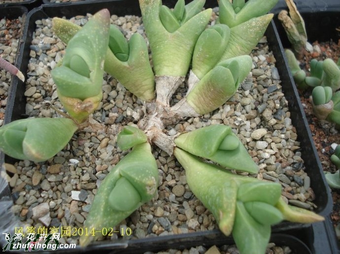 Gibbaeum shandii Kareevlakte