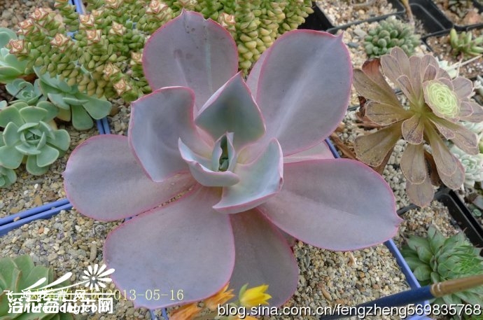 ϼ(Echeveria Afterglow)ͼƬ