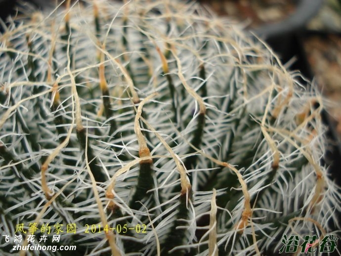 ĵHaworthia arachnoidea var. scabraspina