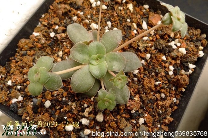 Crassula orbicularis