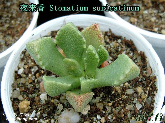 ҹStomatium