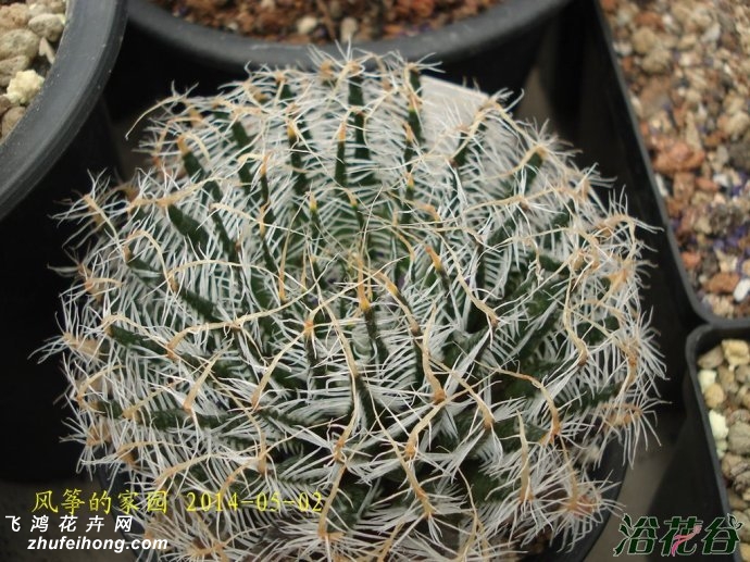 ĵHaworthia arachnoidea var. scabraspina