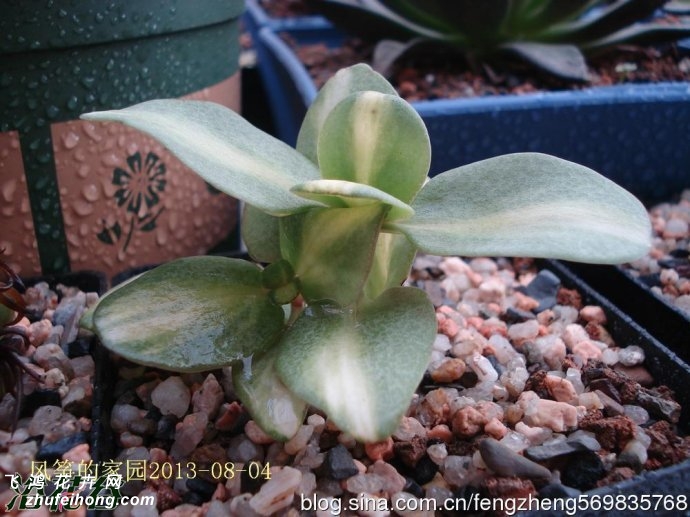 ֮Crassula multicava f. variegata