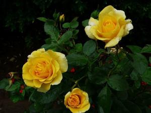 rosa golden scepter