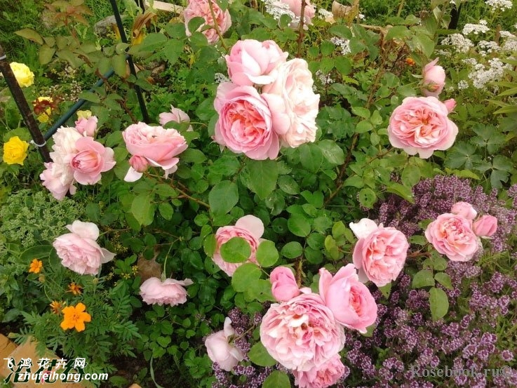 ÷˼Dames de Chenonceau¼