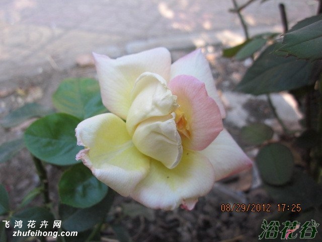 ƺƽ¼(Rosa chinensis Jacq. cv. Yellow Peace)