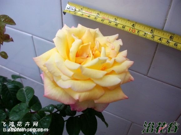 ƺƽ¼(Rosa chinensis Jacq. cv. Yellow Peace)