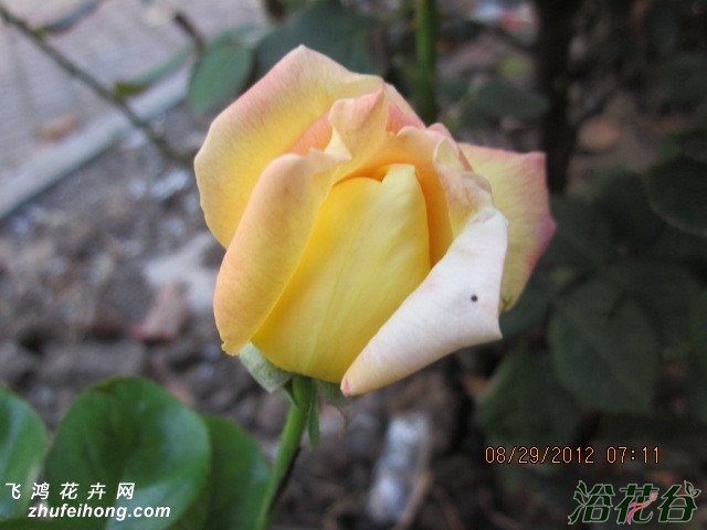 ƺƽ¼(Rosa chinensis Jacq. cv. Yellow Peace)