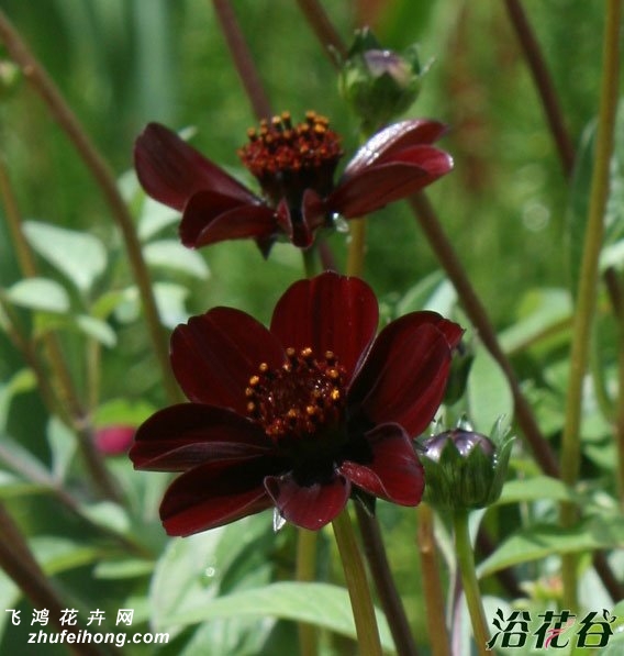 ɿӢCosmos atrosanguineus