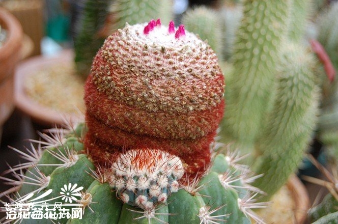 Melocactus azureus