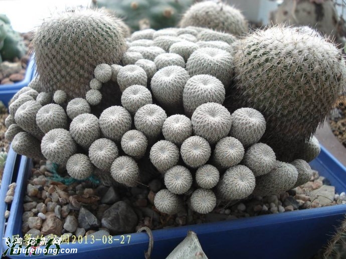 (Epithelantha micromeris ssp. unguispina)