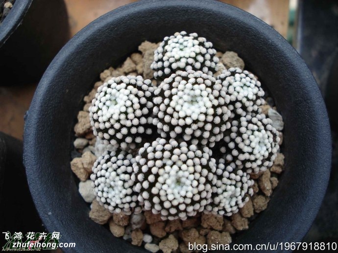 ĵmammillaria luethyi