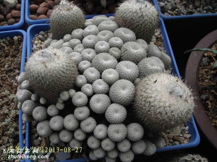 (Epithelantha micromeris ssp. unguispina)