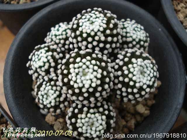 ĵmammillaria luethyi