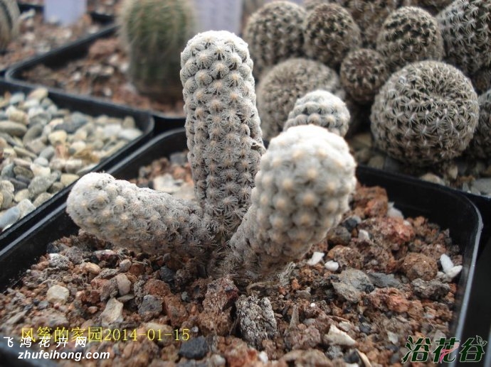 ˿Mammillaria theresae