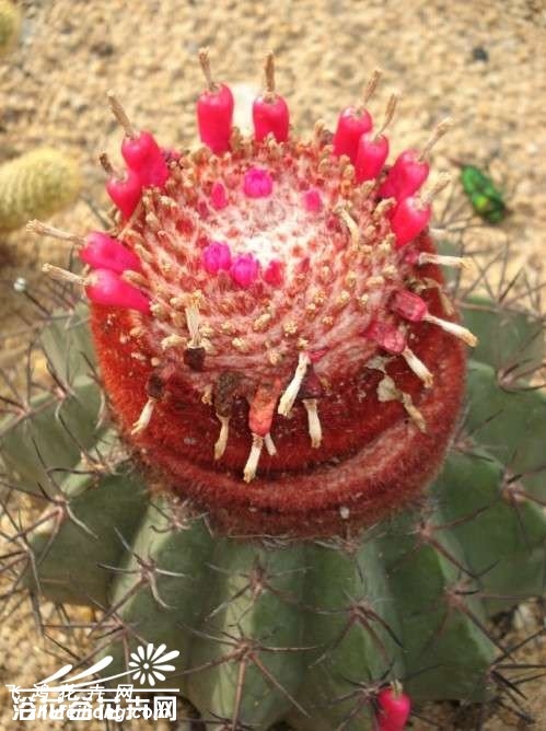 Melocactus azureus