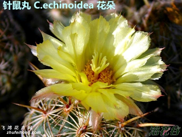 Coryphantha echinoidea