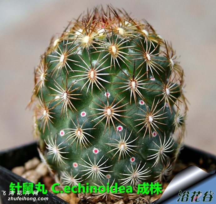 Coryphantha echinoidea