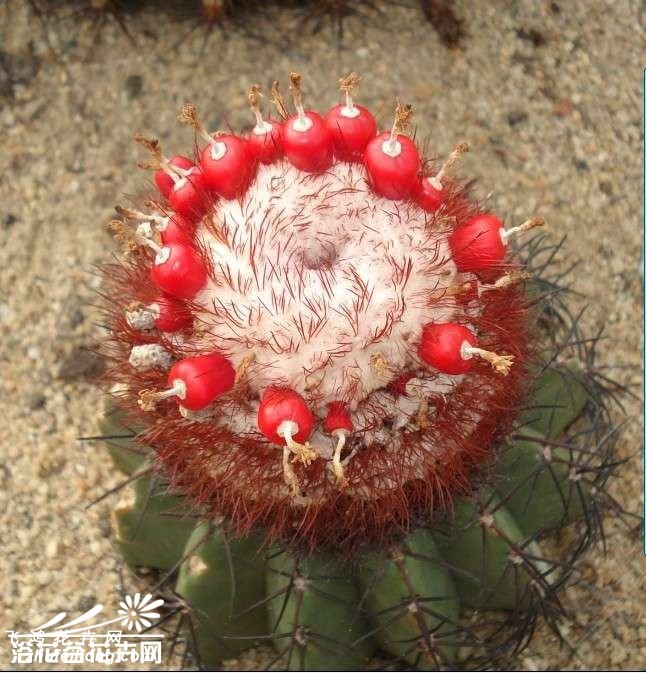 Melocactus azureus