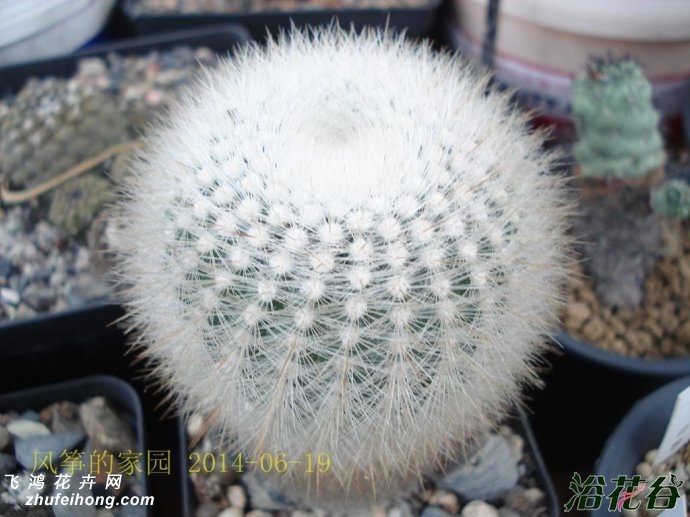 СNotocactus scopa