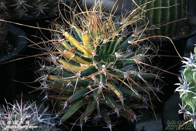 ɽLeuchtenbergia principis variegata