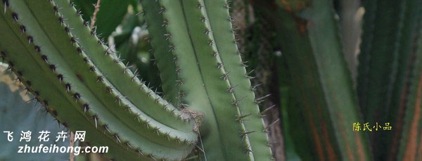 Escontria chiatilla Rose