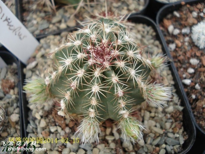 ໨ϺEchinocereus viridiflorus