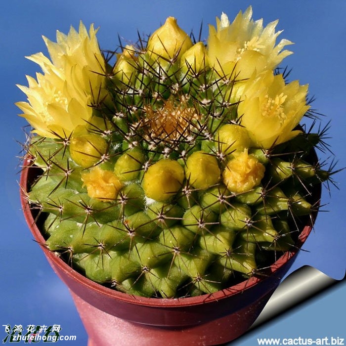 (Mammillaria marksiana)