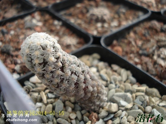 ˿Mammillaria theresae