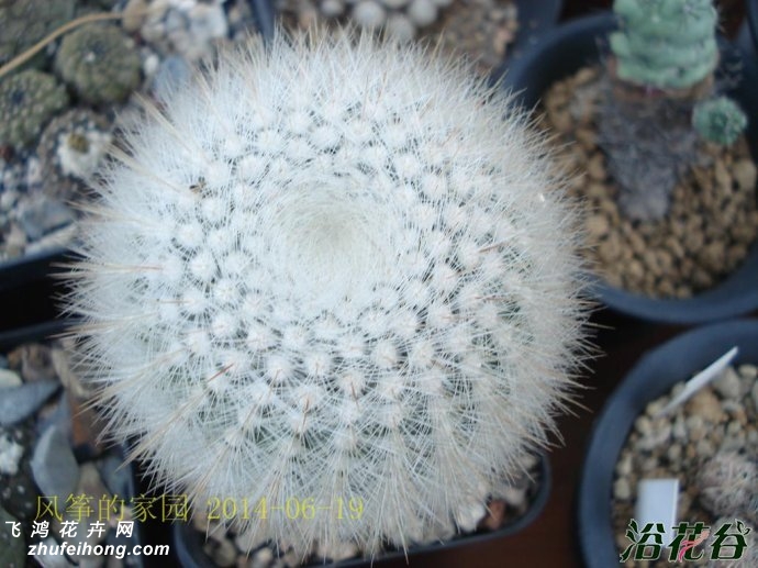 СNotocactus scopa