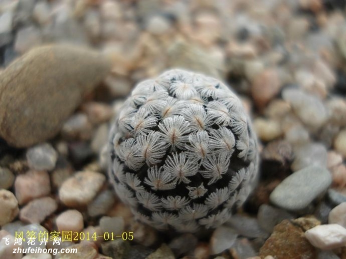 ëMammillaria sanchez mejoradae