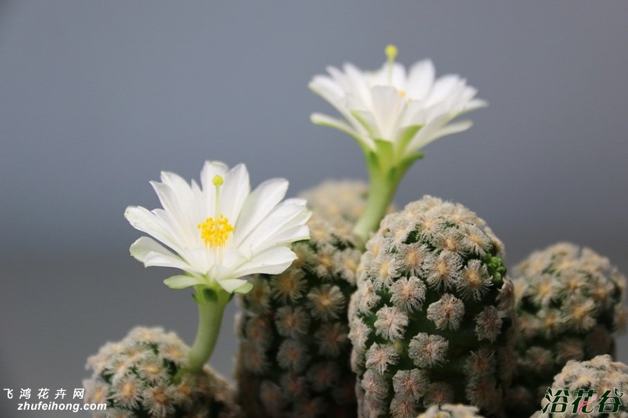 ˿Mammillaria theresae