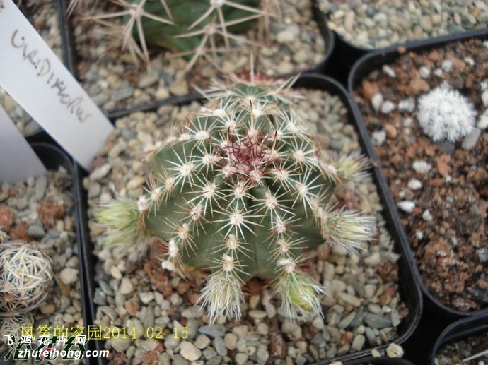 ໨ϺEchinocereus viridiflorus