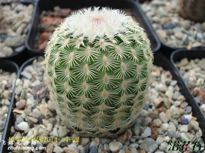 ̫Echinocereus rigidissimus