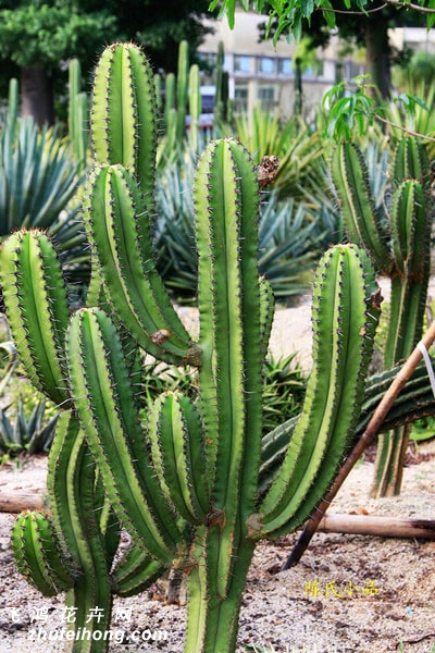 Escontria chiatilla Rose