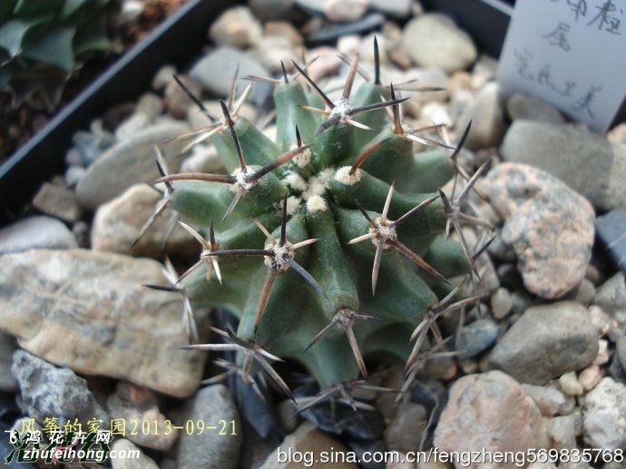 Echinocereus fendleri