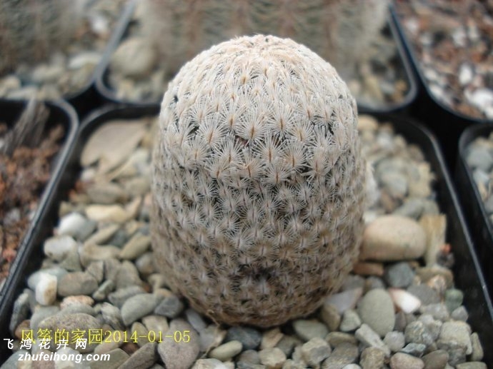 ëMammillaria sanchez mejoradae