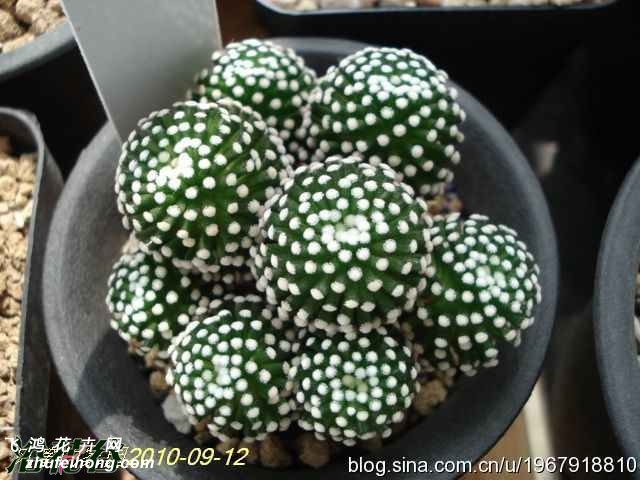 ĵmammillaria luethyi