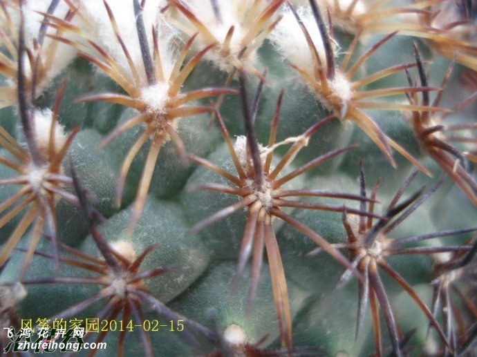 ɯ(Turbinicarpus saueri ssp. ysabelae)