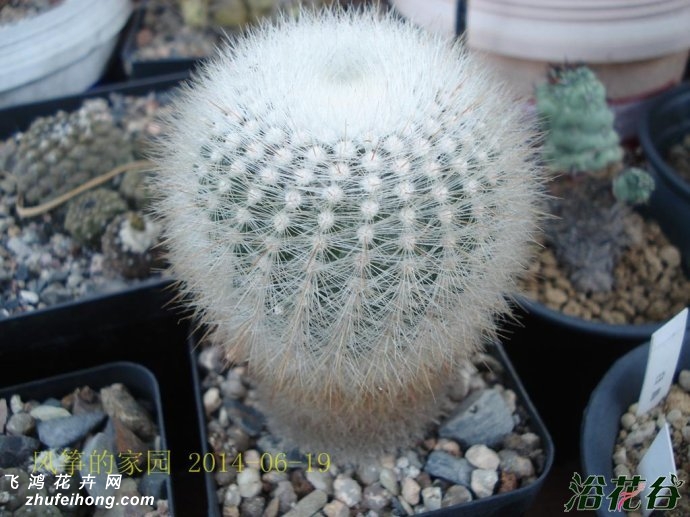 СNotocactus scopa