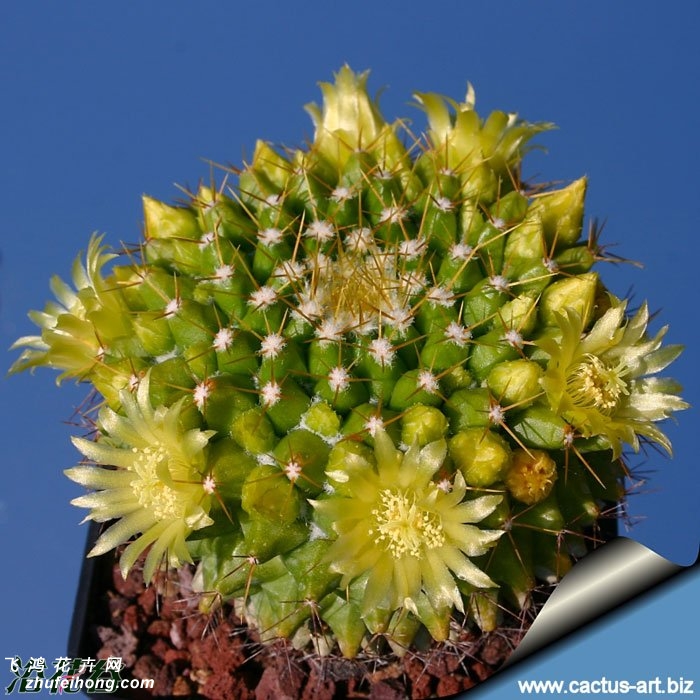 (Mammillaria marksiana)