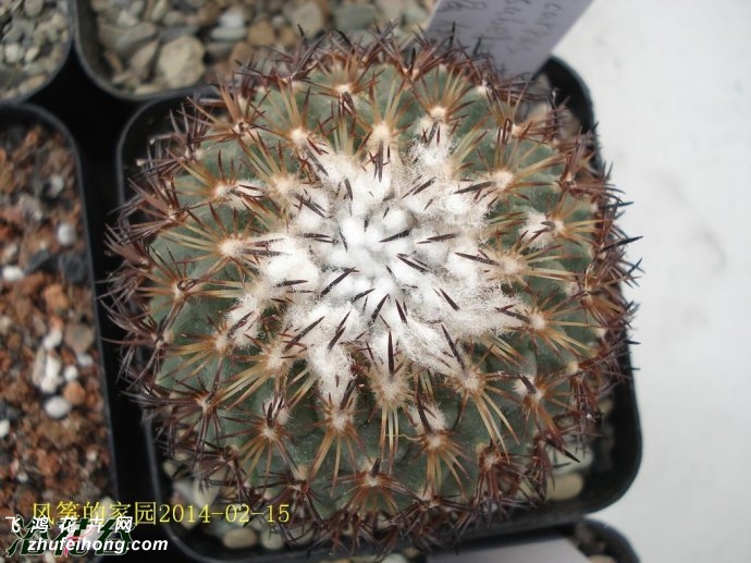 ɯ(Turbinicarpus saueri ssp. ysabelae)