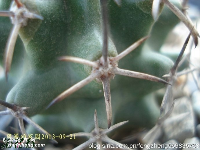 Echinocereus fendleri