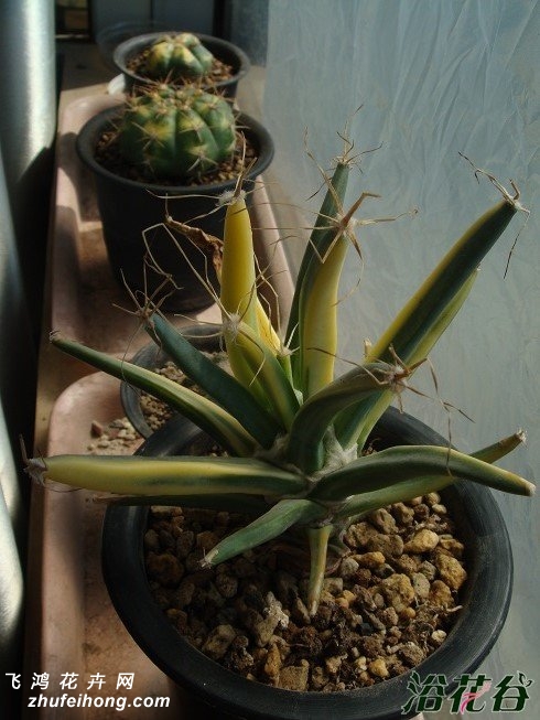 ɽLeuchtenbergia principis variegata