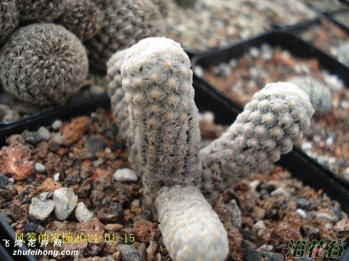 ˿Mammillaria theresae